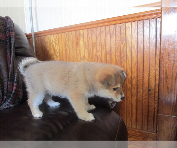 Medium Photo #1 Imo-Inu Puppy For Sale in COLBY, WI, USA