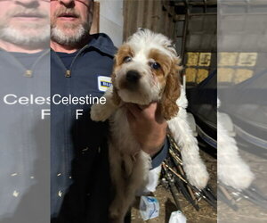 Golden Cavalier Dogs for adoption in Studio City, CA, USA