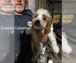 Small Golden Cavalier