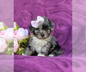 Poodle (Toy) Puppy for sale in LINCOLN UNIV, PA, USA