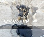 Puppy courage Alaskan Husky-German Shepherd Dog Mix