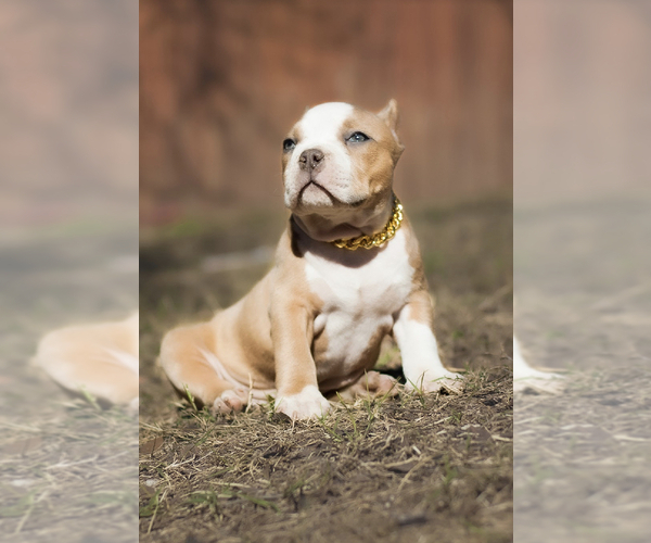 Full screen Photo #8 American Bully Puppy For Sale in SAN ANTONIO, TX, USA