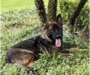 German Shepherd Dog Dogs for adoption in Plantation, FL, USA