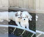 Small Photo #1 Great Pyrenees Puppy For Sale in SAN DIEGO, CA, USA
