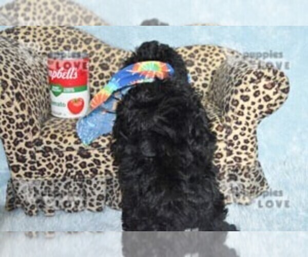 Medium Photo #5 Poodle (Toy) Puppy For Sale in SANGER, TX, USA