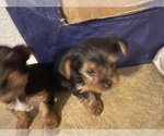 Small #6 Yorkshire Terrier