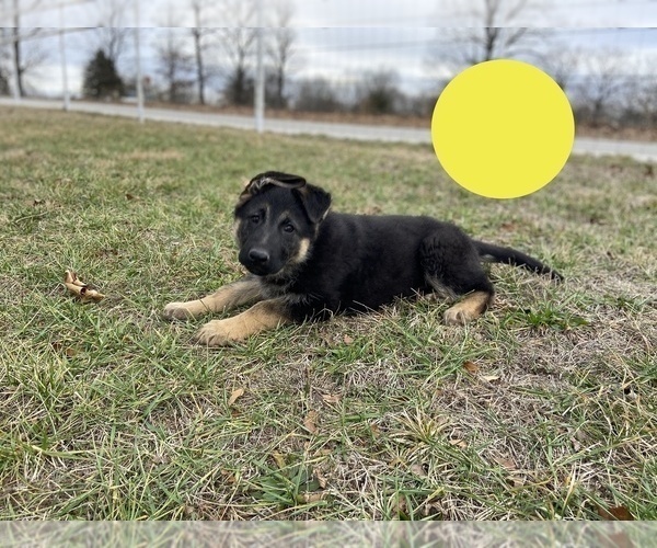 Medium Photo #3 German Shepherd Dog Puppy For Sale in BOLIVAR, MO, USA