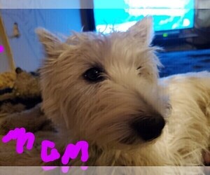 Mother of the Unknown-West Highland White Terrier Mix puppies born on 11/28/2023