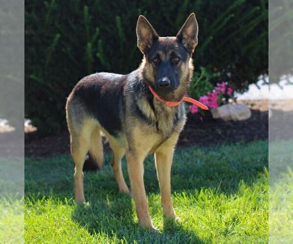 Medium Photo #1 German Shepherd Dog Puppy For Sale in PARADISE, PA, USA