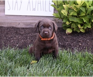 Labrador Retriever Puppy for sale in MILLERSBURG, OH, USA