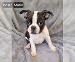 Small #4 Boston Terrier