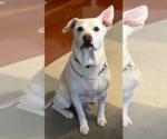 Small #2 Labrador Retriever Mix
