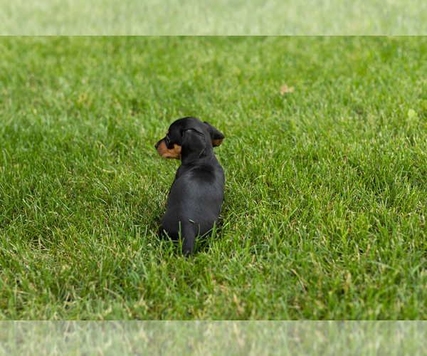 Medium Photo #4 Dachshund Puppy For Sale in MILFORD, IN, USA