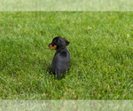 Small #3 Dachshund