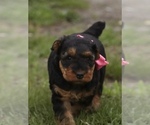 Small Photo #6 Airedale Terrier Puppy For Sale in EWING, IL, USA