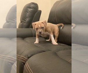 American Bully Puppy for sale in LAS VEGAS, NV, USA