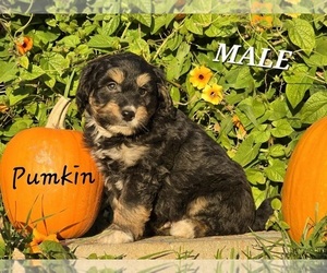 Miniature Bernedoodle-Poodle (Miniature) Mix Puppy for sale in MILLVILLE, MN, USA