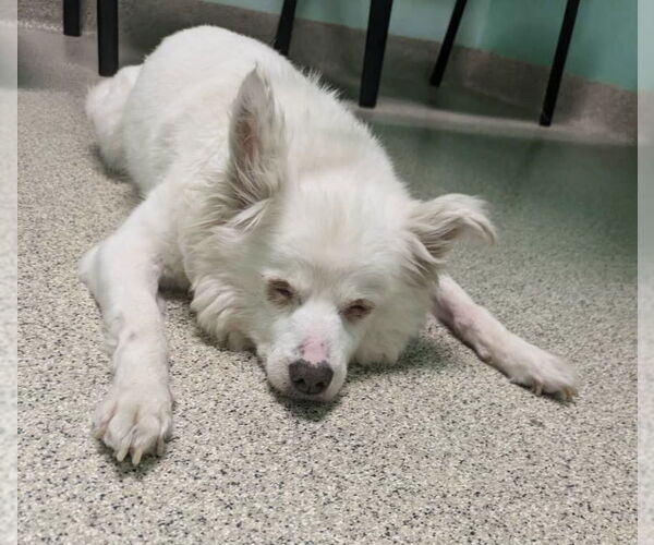 Medium Photo #2 American Eskimo Dog Puppy For Sale in Marina Del Rey, CA, USA