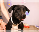 Small #1 Labrador Retriever Mix