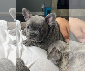 French Bulldog Puppy for sale in SPRINGFIELD, OR, USA