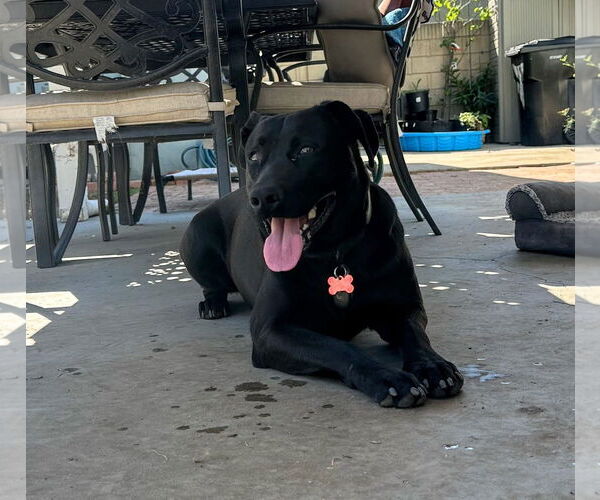 Medium Photo #2 Labrador Retriever-Unknown Mix Puppy For Sale in San Diego, CA, USA