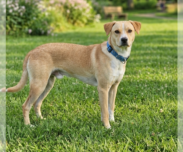 Medium Photo #2 Labrador Retriever-Unknown Mix Puppy For Sale in Genesee, WI, USA