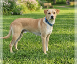 Small #1 Labrador Retriever Mix