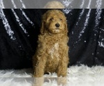 Small #6 Goldendoodle (Miniature)