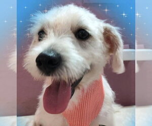 Poodle (Miniature)-Unknown Mix Dogs for adoption in San Diego, CA, USA