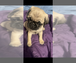 Small #5 Pug