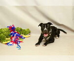 Small #1 American Staffordshire Terrier