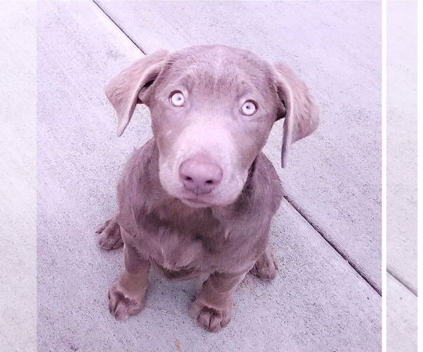 Medium Photo #1 Labrador Retriever Puppy For Sale in Sequim, WA, USA