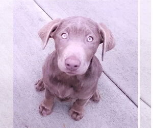 Labrador Retriever Dogs for adoption in Sequim, WA, USA