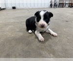 Puppy Puppy 4 Border Collie