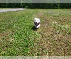 West Highland White Terrier Puppy for Sale in MOUNTAINBURG, Arkansas USA