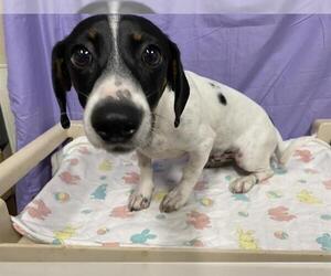 Dachshund-Unknown Mix Dogs for adoption in Modesto, CA, USA