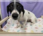 Small Dachshund Mix