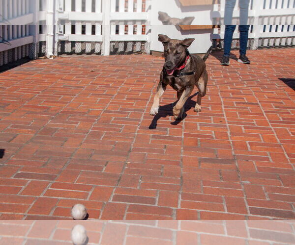 Medium Photo #3 Bulldog-German Shepherd Dog Mix Puppy For Sale in San Jose, CA, USA