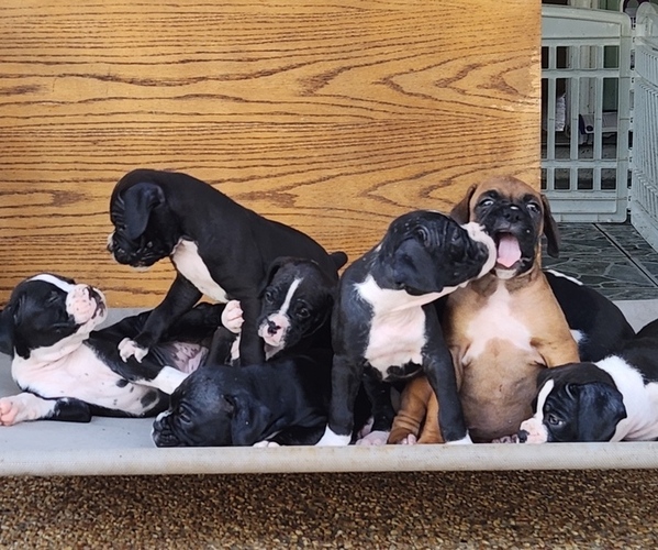Medium Photo #1 Boxer Puppy For Sale in PASS CHRISTIAN, MS, USA