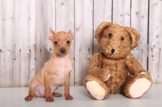 Miniature Pinscher Puppy for sale in MOUNT VERNON, OH, USA