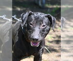 Small #1 Labrador Retriever Mix