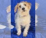 Small #1 Jack Russell Terrier Mix