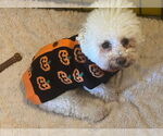 Small #7 Bichon Frise