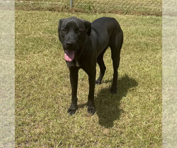 Medium Photo #2 Labrador Retriever-Unknown Mix Puppy For Sale in Canton, CT, USA