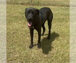 Small #1 Labrador Retriever Mix