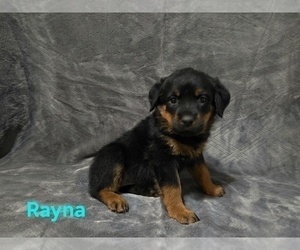 Rottweiler Puppy for Sale in COTTLEVILLE, Missouri USA