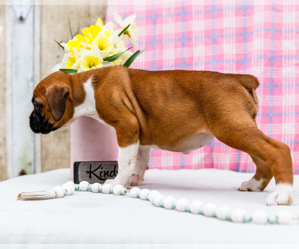 Medium Photo #5 Boxer Puppy For Sale in WAKARUSA, IN, USA
