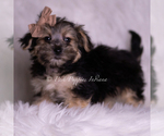 Small #2 Morkie
