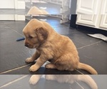 Small #1 Golden Retriever