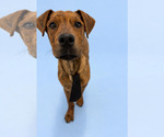 Small #5 Plott Hound Mix